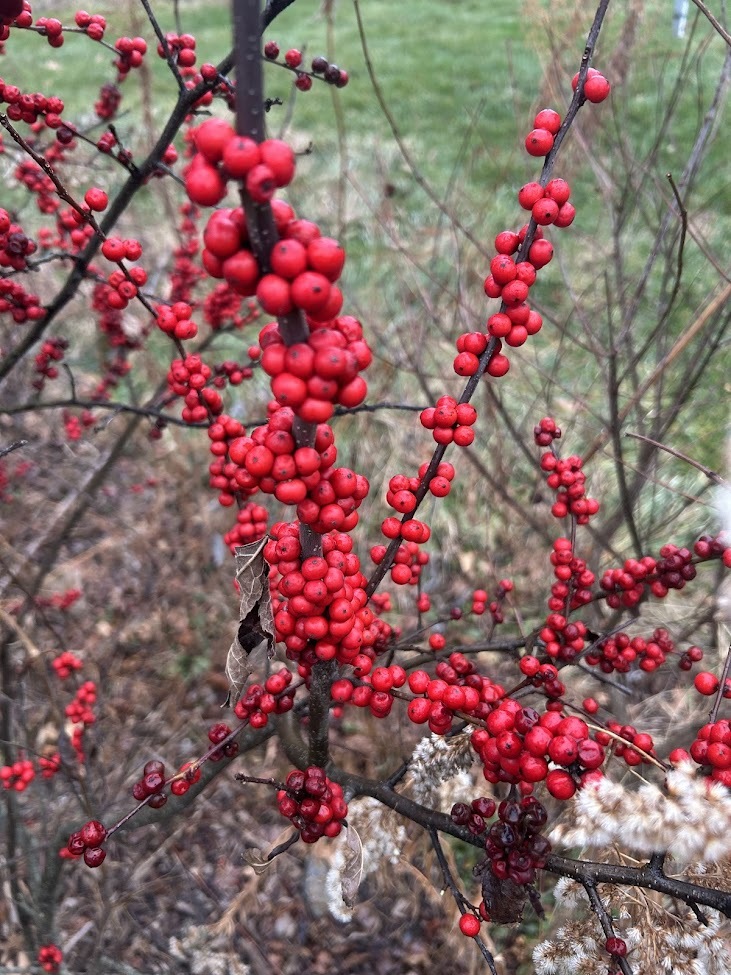 winter berries of deciduous holly